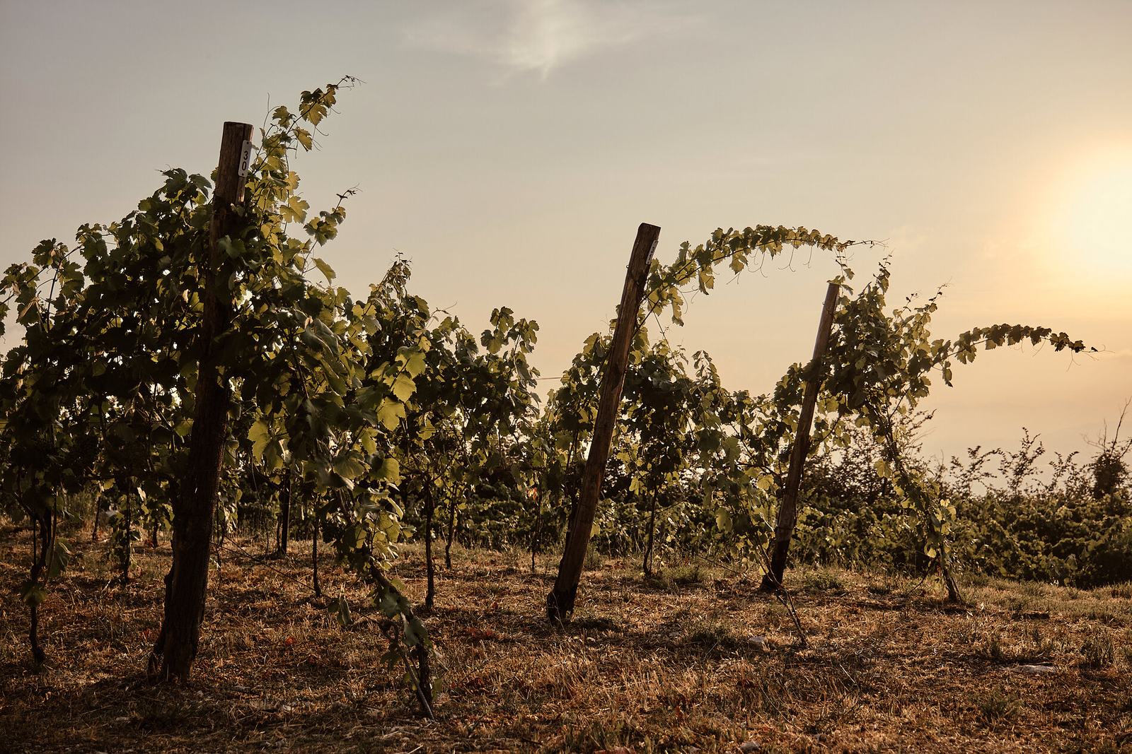 I pali del vigneto verso il tramonto